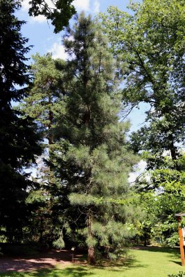 Pinus ponderosa - borovice těžká - celek